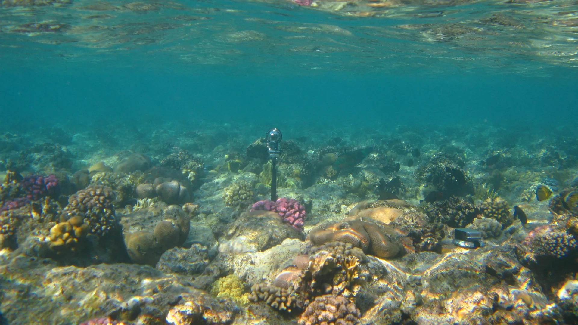 Google wants you to save coral reefs (with AI’s help) Google wants you to save coral reefs (with AI’s help)