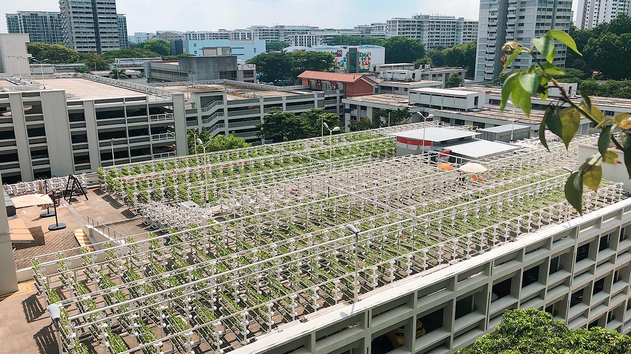 Three ways Singapore is designing urban farms to create food security