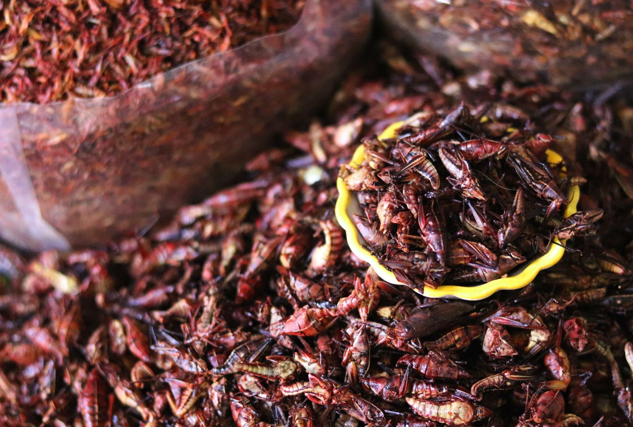 ¿Son los insectos la solución a la autosuficiencia alimentaria?