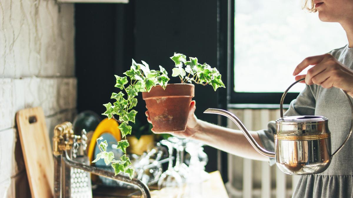 Five house plants in the office can cut air pollution by a fifth