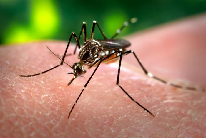 Mosquitos y salud: cómo la ciencia lleva siglos luchando contra el asesino silencioso de millones