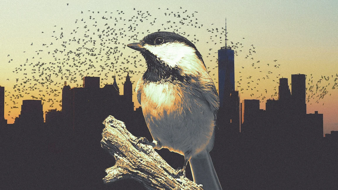 Why cities should be designed for birds