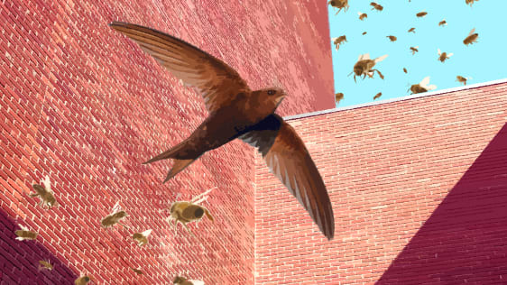 Why one UK city is requiring new buildings to include a special brick for birds and bees