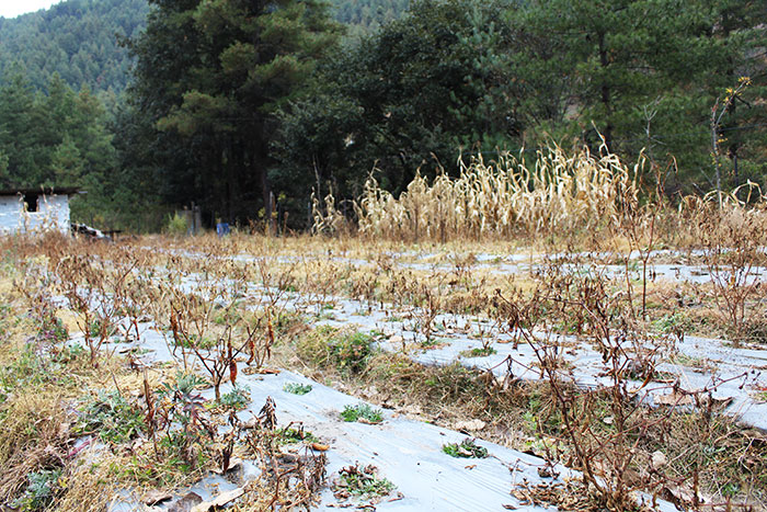 Urban agriculture flops as winter sets in