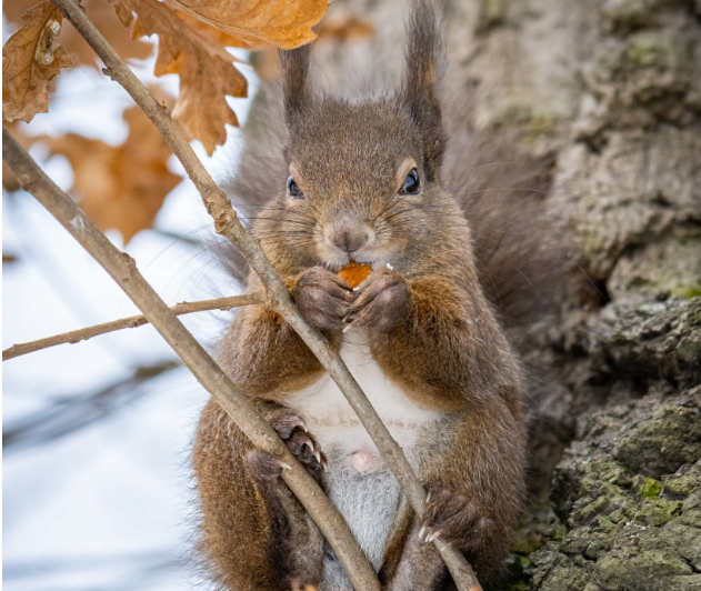 Vienna’s Urban Wildlife Vienna’s Urban Wildlife